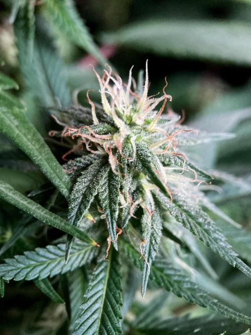 3M 👩 Runtz x Brazil. Week 14