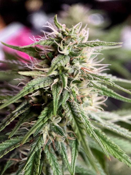 3M 👩 Runtz x Brazil. Week 14