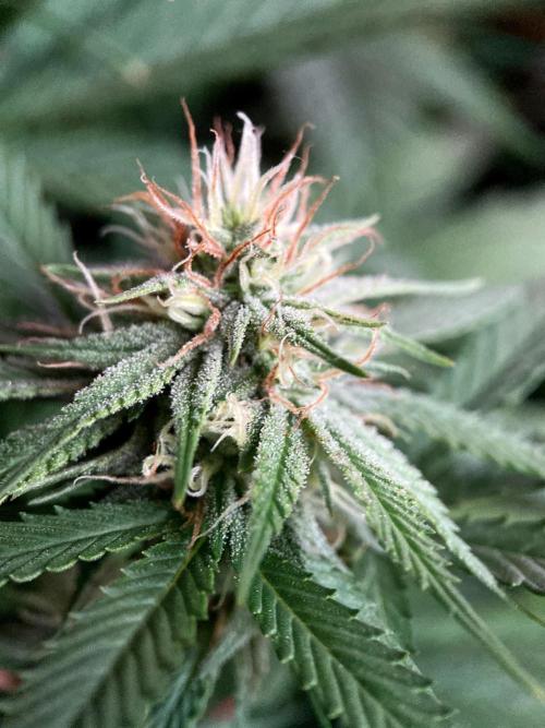 3M 👩 Runtz x Brazil. Week 14