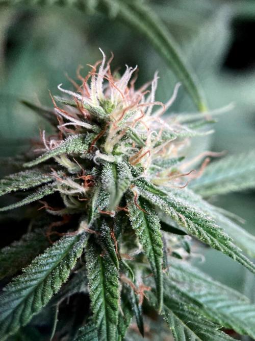 3M 👩 Runtz x Brazil. Week 14