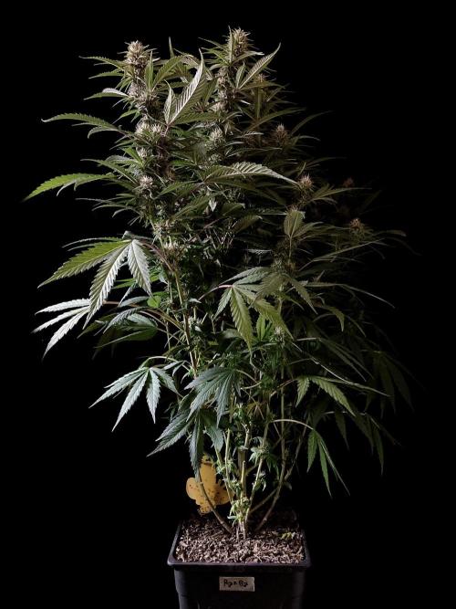 3M 👩 Runtz x Brazil. Week 14