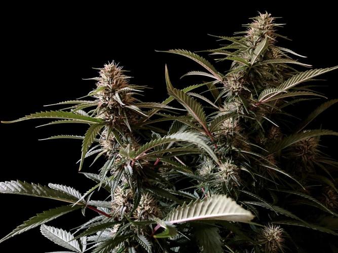3M 👩 Runtz x Brazil. Week 14