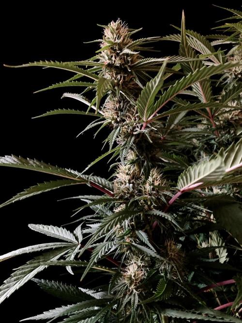 3M 👩 Runtz x Brazil. Week 14