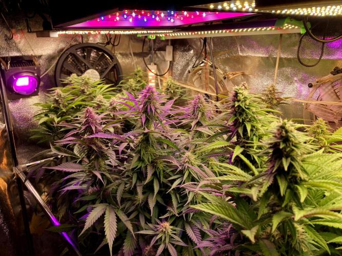 3M 👩 Runtz x Brazil. Week 14