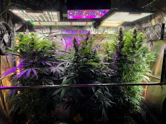 3M 👩 Runtz x Brazil. Week 14