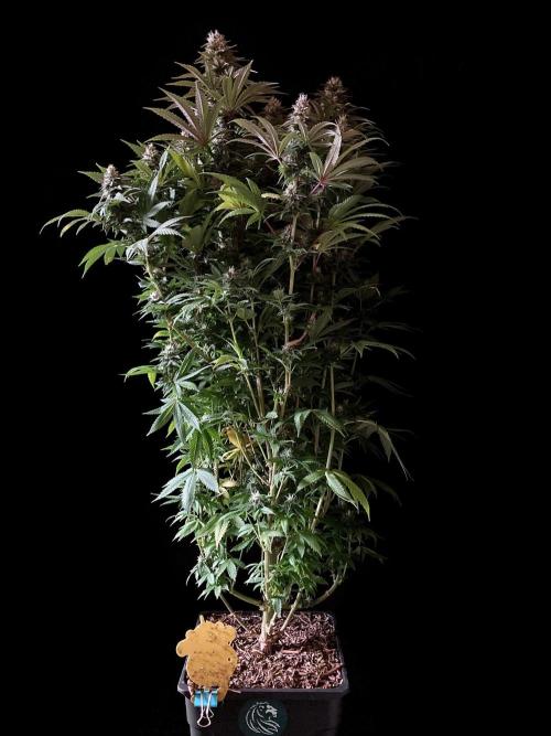 3M 🌮 Mexican Rush. Week 14