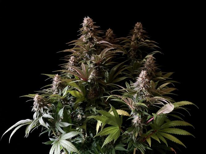 3M 🌮 Mexican Rush. Week 14