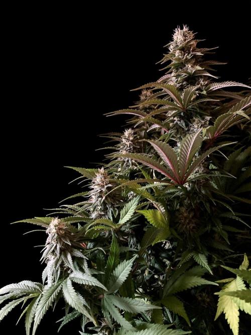 3M 🌮 Mexican Rush. Week 14