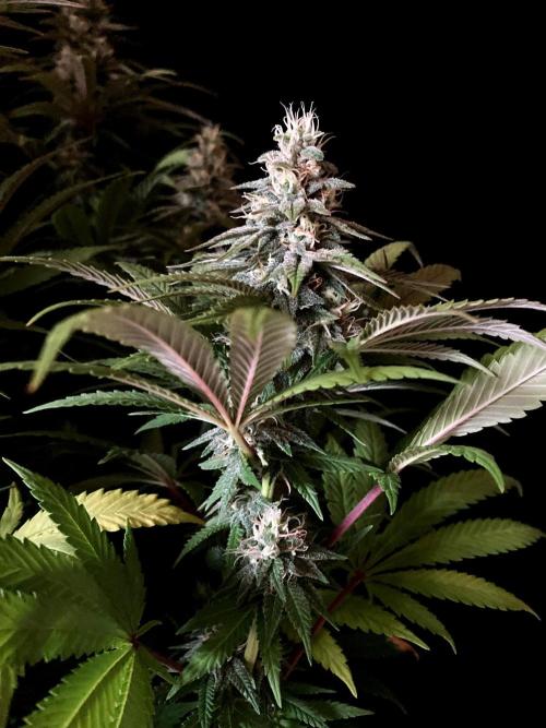 3M 🌮 Mexican Rush. Week 14