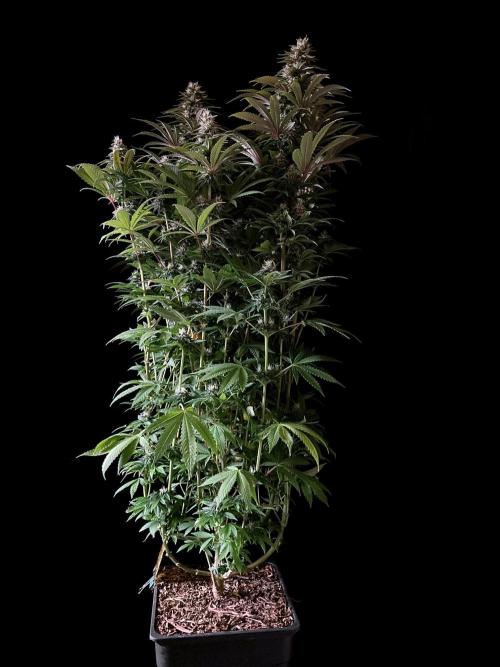 3M 🌮 Mexican Rush. Week 14