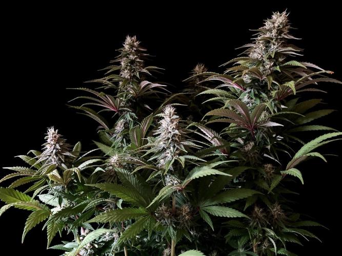 3M 🌮 Mexican Rush. Week 14