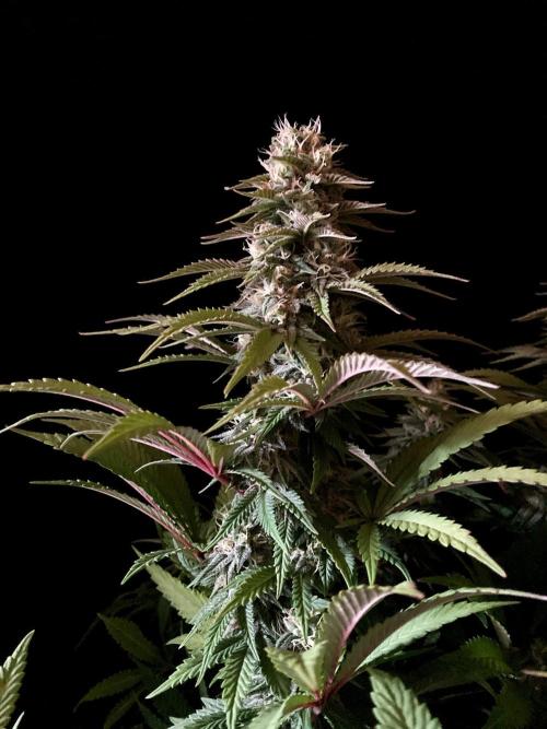 3M 🌮 Mexican Rush. Week 14