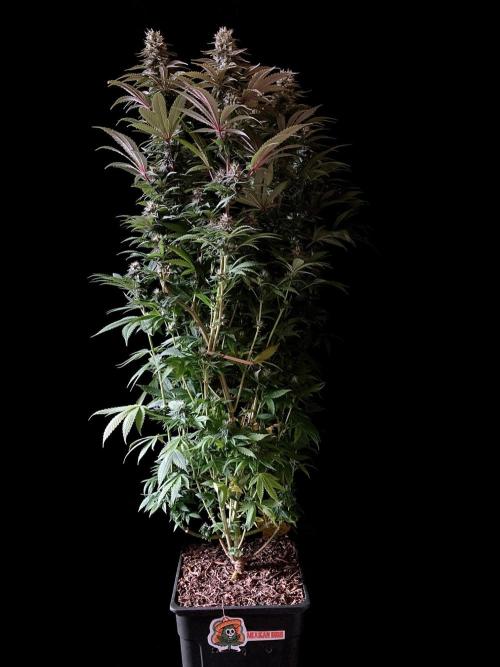 3M 🌮 Mexican Rush. Week 14