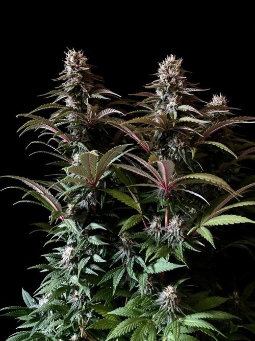 3M 🌮 Mexican Rush. Week 14