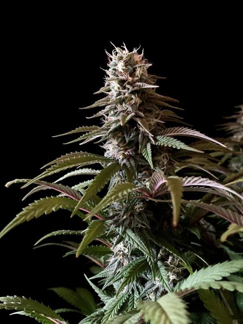 3M 🌮 Mexican Rush. Week 14