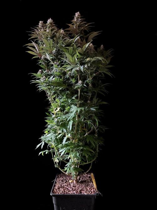 3M 🌮 Mexican Rush. Week 14