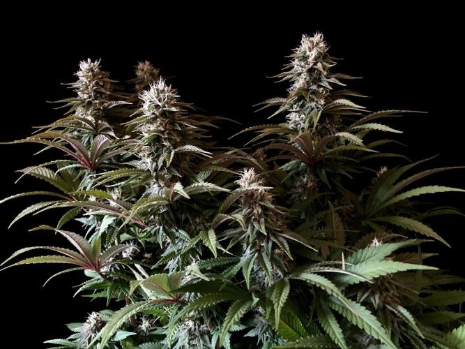 3M 🌮 Mexican Rush. Week 14
