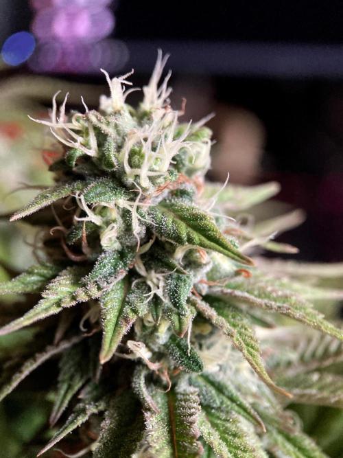 3M 🌮 Mexican Rush. Week 14
