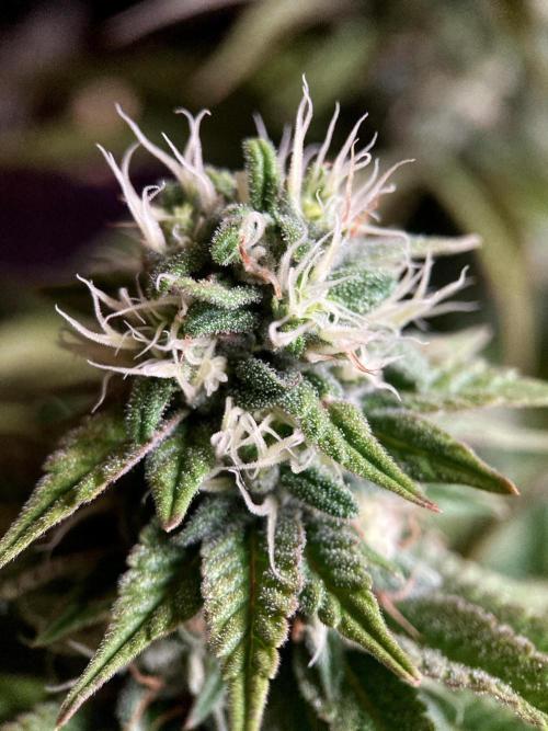 3M 🌮 Mexican Rush. Week 14
