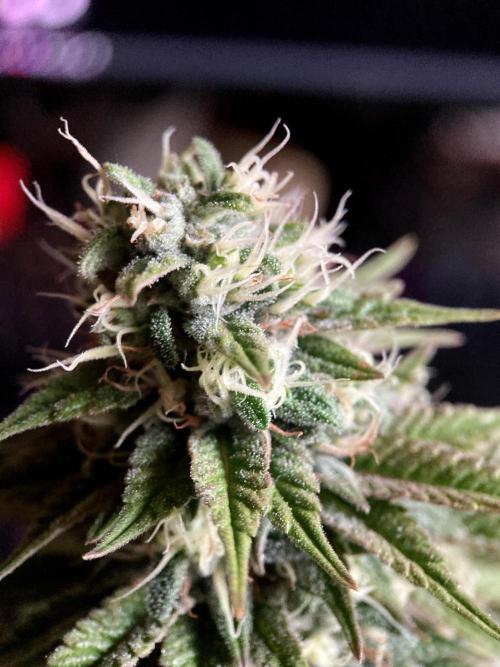 3M 🌮 Mexican Rush. Week 14