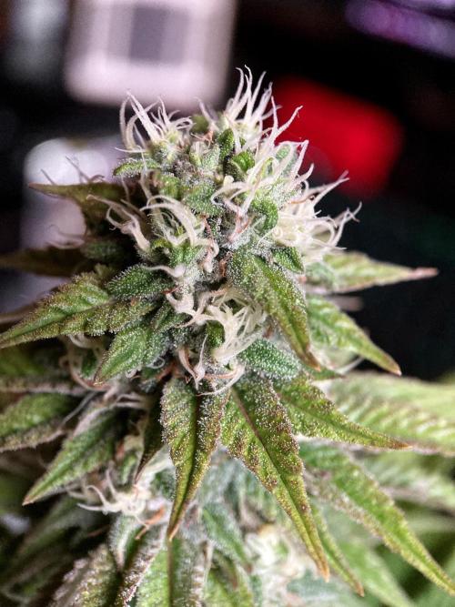 3M 🌮 Mexican Rush. Week 14