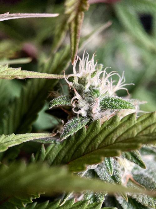 3M 🌮 Mexican Rush. Week 14