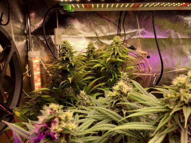 3M 🌮 Mexican Rush. Week 14