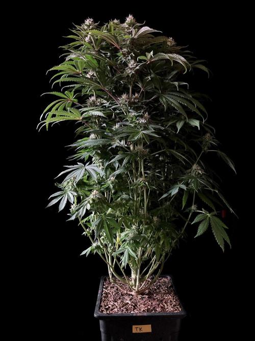3M 🔺 Tutankhamon. Week 13