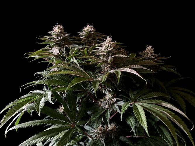 3M 🔺 Tutankhamon. Week 13