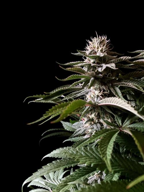 3M 🔺 Tutankhamon. Week 13