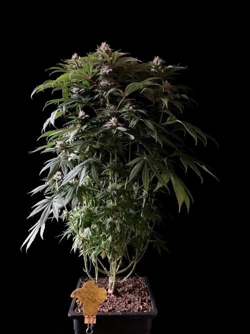 3M 🔺 Tutankhamon. Week 13