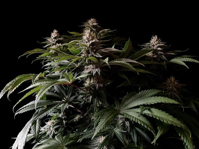 3M 🔺 Tutankhamon. Week 13