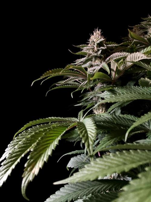 3M 🔺 Tutankhamon. Week 13