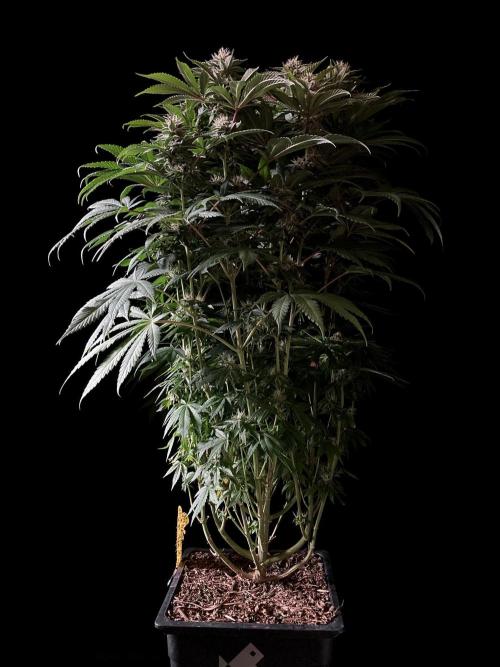 3M 🔺 Tutankhamon. Week 13