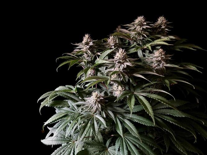 3M 🔺 Tutankhamon. Week 13