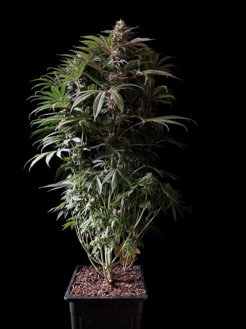 3M 🔺 Tutankhamon. Week 13
