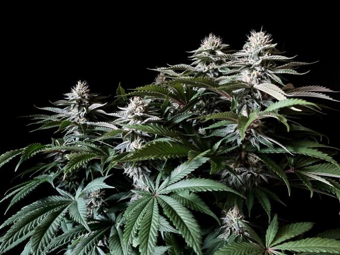 3M 🔺 Tutankhamon. Week 13