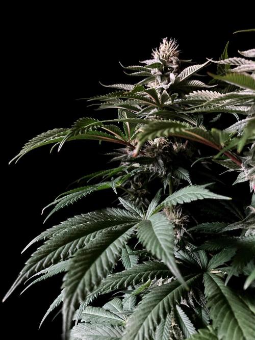 3M 🔺 Tutankhamon. Week 13