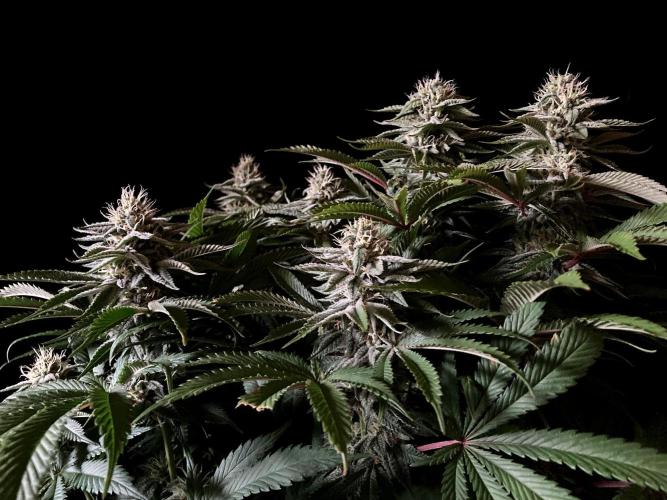 3M 🔺 Tutankhamon. Week 13
