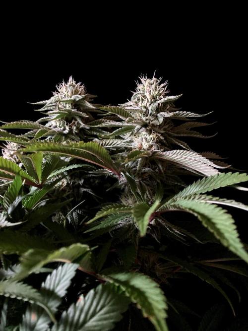 3M 🔺 Tutankhamon. Week 13