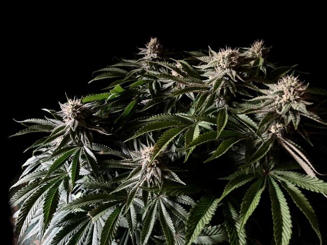 3M 🔺 Tutankhamon. Week 13