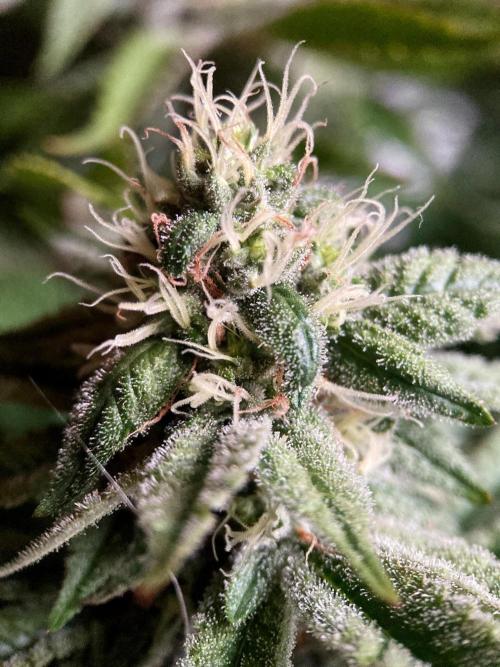 3M 🔺 Tutankhamon. Week 13