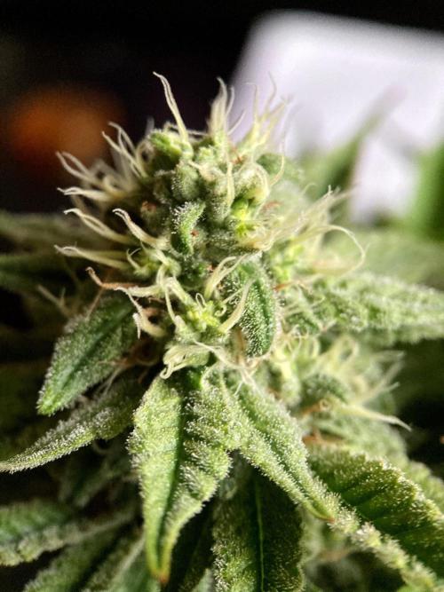 3M 🔺 Tutankhamon. Week 13
