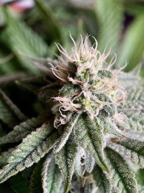 3M 🔺 Tutankhamon. Week 13