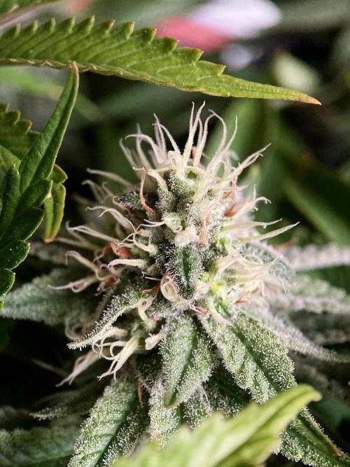 3M 🔺 Tutankhamon. Week 13