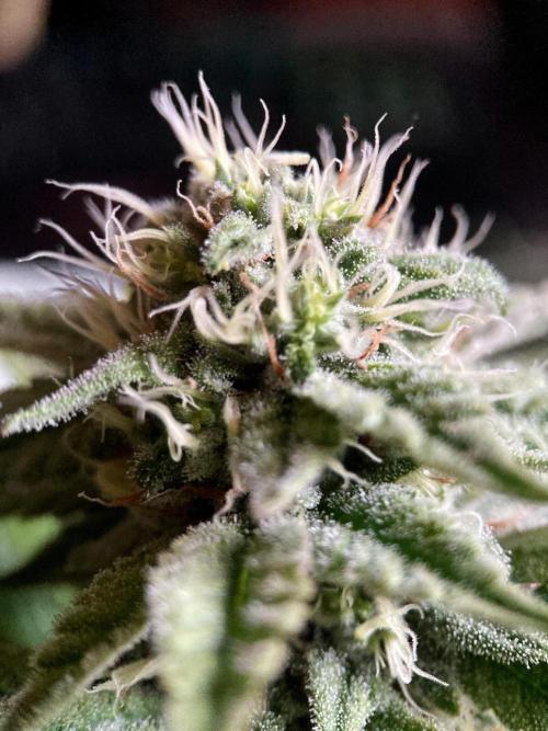 3M 🔺 Tutankhamon. Week 13