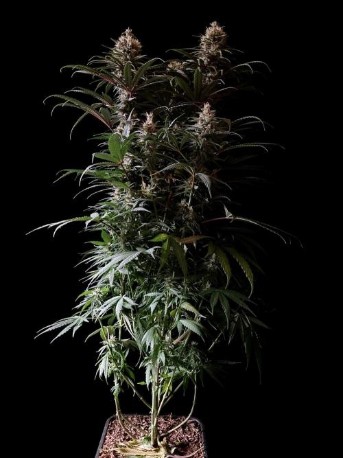 3M 🍁 NL x Thai. Week 12