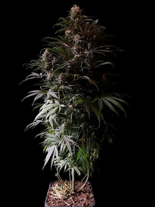 3M 🍁 NL x Thai. Week 12