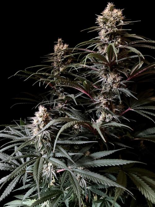 3M 🍁 NL x Thai. Week 12