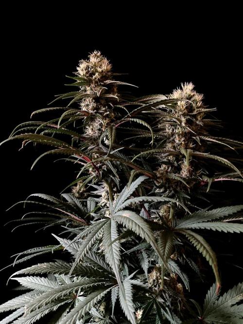 3M 🍁 NL x Thai. Week 12
